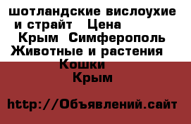 шотландские вислоухие и страйт › Цена ­ 5 000 - Крым, Симферополь Животные и растения » Кошки   . Крым